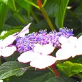 写真: 紫陽花（１）