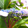 写真: 紫陽花（２）