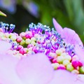 写真: 紫陽花（４）