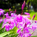 紫蘭（福岡）１５特