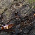写真: コガタスズメバチ（日本本土亜種）とオオスズメバチ_21622