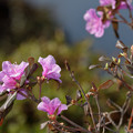 写真: エゾムラサキツツジの花咲く