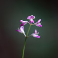 写真: ヌスビトハギ の花