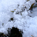 Photos: 新雪