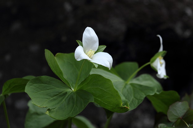 白い花弁のエンレイソウ