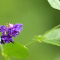 写真: ナンテンハギの花
