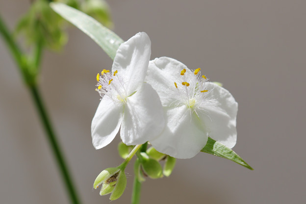 白花のオオムラサキツユクサ