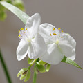 白花のオオムラサキツユクサ