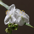 写真: 白花のオオムラサキツユクサ 背景を暗くしてみた