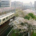 写真: 桜と221系