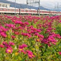 写真: 近鉄大阪線