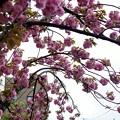 写真: 八重桜と55レ
