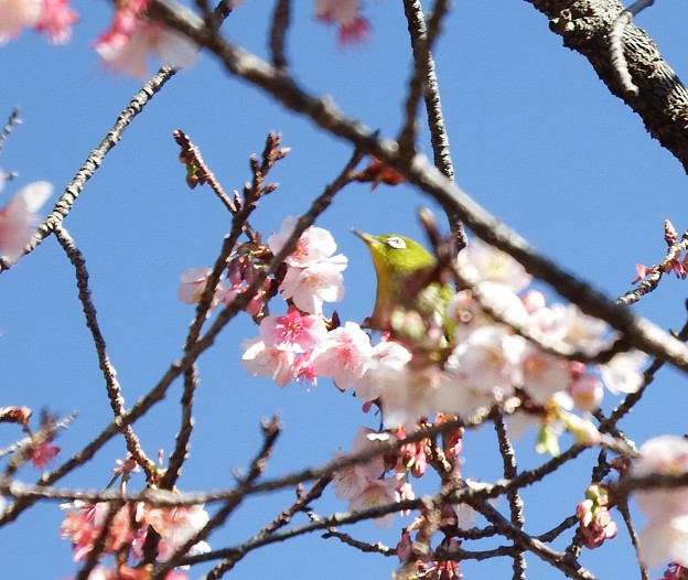 写真: 元日桜とメジロ