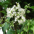 写真: 白い木の花（ネズミモチの花でした〜）