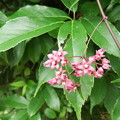 写真: ピンク色の木の花（トキワカモメヅルでした）