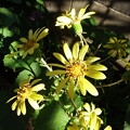 写真: ツワブキの花