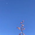 写真: 桜と月