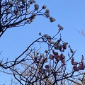 写真: 咲き分け梅