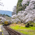 写真: 2024年 桜列車１