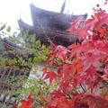 写真: 宝福寺とモミジ