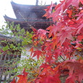 写真: 宝福寺とモミジ
