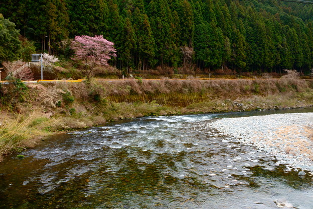 写真: 河山の一本桜