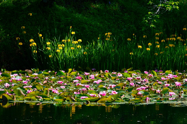 写真: 彩りの池