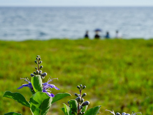 写真: 浜辺の花