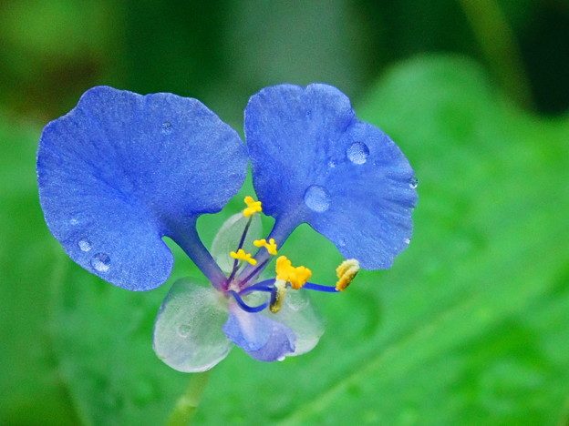 写真: 雨に咲く花