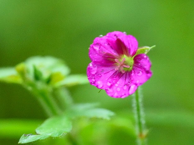 写真: 雨に見舞われた開花