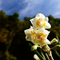 写真: 八重咲水仙