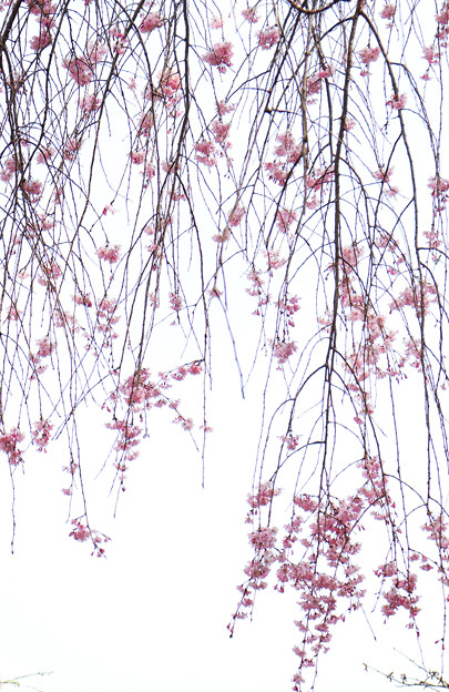 写真: しだれ桜