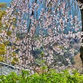 長谷寺の枝垂れ桜