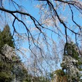 写真: 植物園の枝垂れ桜