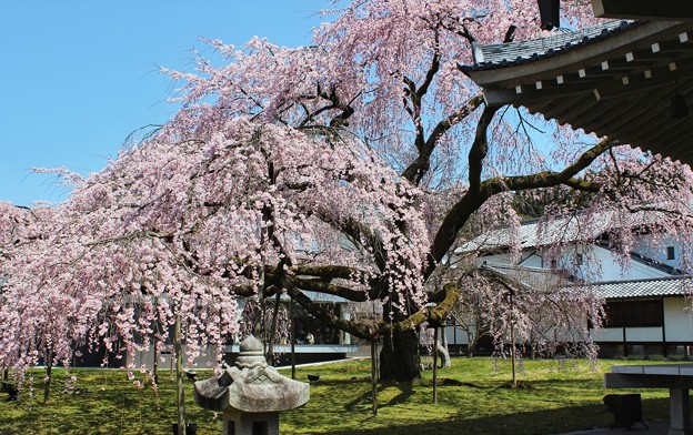 写真: 醍醐寺の桜