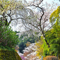 写真: 桜の花道