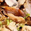 _DSC7928　落ち葉から緑の芽
