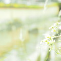 写真: 二ヶ領用水に咲く花