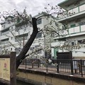 Photos: 2023年桜