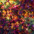 Photos: DSC06121　色とりどりの落葉。
