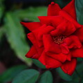 写真: IMG_3309  薔薇の写真…。