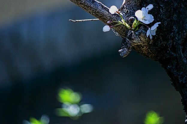 写真: PEN_6096 Re (1)　桜…３