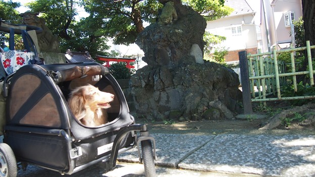 写真: 八幡神社で一休み