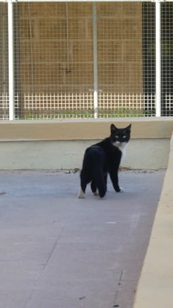 マルタの猫0404