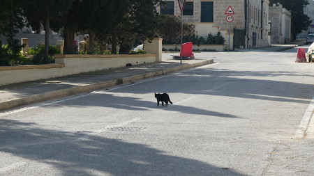 マルタの猫0409