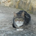 写真: ベツレヘムアインシーレムの猫0531