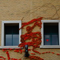 煉瓦壁に蔦紅葉