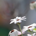 写真: 花びらの白い色は