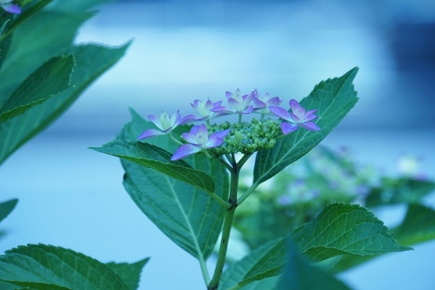 写真: 紫陽花の蒼