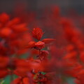 写真: サルビアのあの紅い花を・・